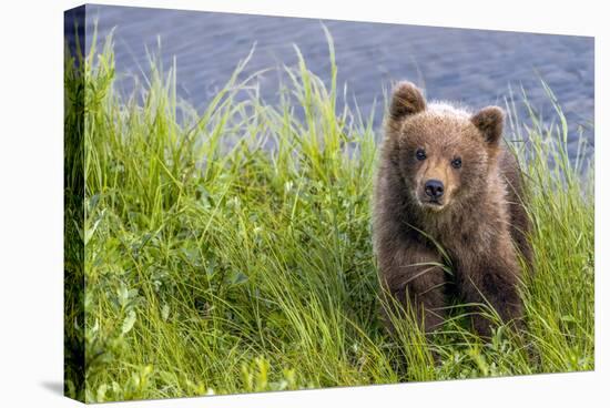 Curious Cub (Brown Bear Cub)-Art Wolfe-Stretched Canvas