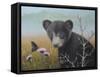 Curious Cub-Robert Wavra-Framed Stretched Canvas