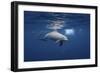 Curious Dolphin-Barathieu Gabriel-Framed Giclee Print
