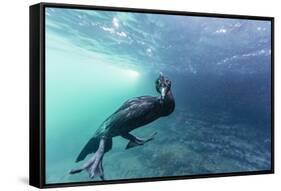 Curious Flightless Cormorant (Phalacrocorax Harrisi) Underwater at Tagus Cove-Michael Nolan-Framed Stretched Canvas
