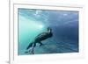 Curious Flightless Cormorant (Phalacrocorax Harrisi) Underwater at Tagus Cove-Michael Nolan-Framed Photographic Print