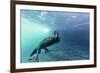 Curious Flightless Cormorant (Phalacrocorax Harrisi) Underwater at Tagus Cove-Michael Nolan-Framed Photographic Print