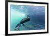 Curious Flightless Cormorant (Phalacrocorax Harrisi) Underwater at Tagus Cove-Michael Nolan-Framed Photographic Print