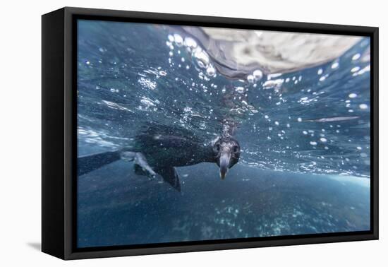 Curious Flightless Cormorant (Phalacrocorax Harrisi) Underwater at Tagus Cove-Michael Nolan-Framed Stretched Canvas