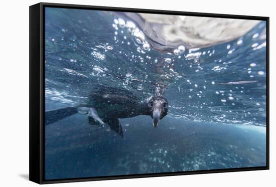 Curious Flightless Cormorant (Phalacrocorax Harrisi) Underwater at Tagus Cove-Michael Nolan-Framed Stretched Canvas