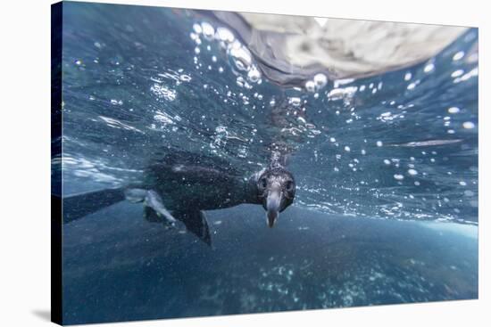 Curious Flightless Cormorant (Phalacrocorax Harrisi) Underwater at Tagus Cove-Michael Nolan-Stretched Canvas