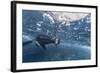 Curious Flightless Cormorant (Phalacrocorax Harrisi) Underwater at Tagus Cove-Michael Nolan-Framed Photographic Print