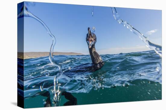 Curious Flightless Cormorant (Phalacrocorax Harrisi) Underwater at Tagus Cove-Michael Nolan-Stretched Canvas