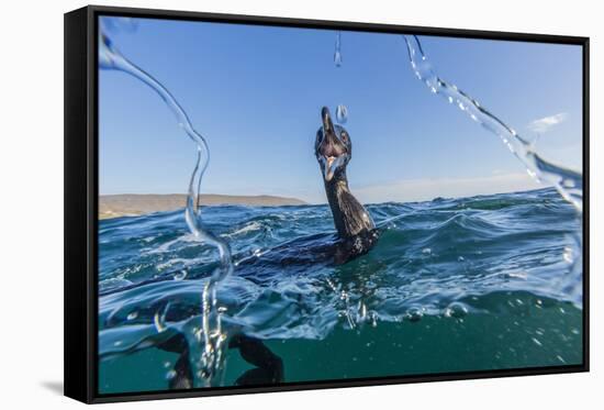 Curious Flightless Cormorant (Phalacrocorax Harrisi) Underwater at Tagus Cove-Michael Nolan-Framed Stretched Canvas