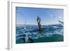 Curious Flightless Cormorant (Phalacrocorax Harrisi) Underwater at Tagus Cove-Michael Nolan-Framed Photographic Print