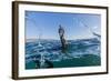 Curious Flightless Cormorant (Phalacrocorax Harrisi) Underwater at Tagus Cove-Michael Nolan-Framed Photographic Print