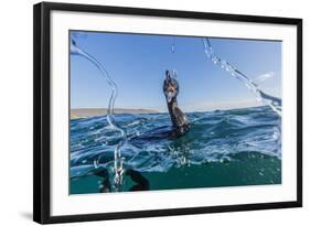 Curious Flightless Cormorant (Phalacrocorax Harrisi) Underwater at Tagus Cove-Michael Nolan-Framed Photographic Print