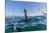 Curious Flightless Cormorant (Phalacrocorax Harrisi) Underwater at Tagus Cove-Michael Nolan-Mounted Photographic Print