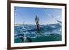 Curious Flightless Cormorant (Phalacrocorax Harrisi) Underwater at Tagus Cove-Michael Nolan-Framed Photographic Print