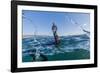 Curious Flightless Cormorant (Phalacrocorax Harrisi) Underwater at Tagus Cove-Michael Nolan-Framed Photographic Print