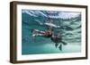 Curious Flightless Cormorant (Phalacrocorax Harrisi) Underwater at Tagus Cove-Michael Nolan-Framed Photographic Print