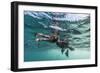 Curious Flightless Cormorant (Phalacrocorax Harrisi) Underwater at Tagus Cove-Michael Nolan-Framed Photographic Print