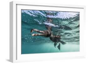 Curious Flightless Cormorant (Phalacrocorax Harrisi) Underwater at Tagus Cove-Michael Nolan-Framed Photographic Print