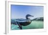 Curious Flightless Cormorant (Phalacrocorax Harrisi) Underwater at Tagus Cove-Michael Nolan-Framed Photographic Print