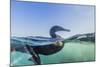 Curious Flightless Cormorant (Phalacrocorax Harrisi) Underwater at Tagus Cove-Michael Nolan-Mounted Photographic Print