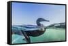 Curious Flightless Cormorant (Phalacrocorax Harrisi) Underwater at Tagus Cove-Michael Nolan-Framed Stretched Canvas