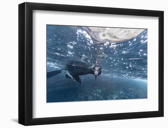 Curious Flightless Cormorant (Phalacrocorax Harrisi) Underwater at Tagus Cove-Michael Nolan-Framed Photographic Print