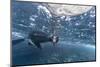 Curious Flightless Cormorant (Phalacrocorax Harrisi) Underwater at Tagus Cove-Michael Nolan-Mounted Photographic Print