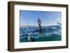 Curious Flightless Cormorant (Phalacrocorax Harrisi) Underwater at Tagus Cove-Michael Nolan-Framed Photographic Print