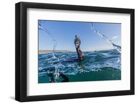 Curious Flightless Cormorant (Phalacrocorax Harrisi) Underwater at Tagus Cove-Michael Nolan-Framed Photographic Print