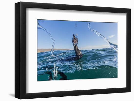 Curious Flightless Cormorant (Phalacrocorax Harrisi) Underwater at Tagus Cove-Michael Nolan-Framed Photographic Print