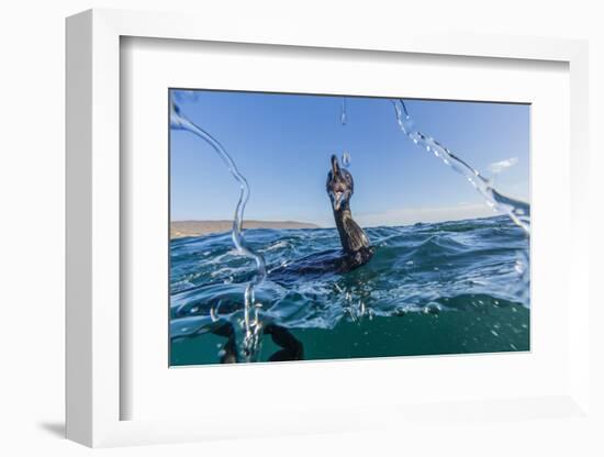 Curious Flightless Cormorant (Phalacrocorax Harrisi) Underwater at Tagus Cove-Michael Nolan-Framed Photographic Print