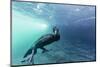 Curious Flightless Cormorant (Phalacrocorax Harrisi) Underwater at Tagus Cove-Michael Nolan-Mounted Photographic Print