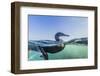 Curious Flightless Cormorant (Phalacrocorax Harrisi) Underwater at Tagus Cove-Michael Nolan-Framed Photographic Print