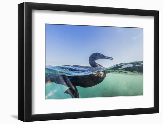 Curious Flightless Cormorant (Phalacrocorax Harrisi) Underwater at Tagus Cove-Michael Nolan-Framed Photographic Print