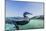 Curious Flightless Cormorant (Phalacrocorax Harrisi) Underwater at Tagus Cove-Michael Nolan-Mounted Photographic Print