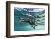 Curious Flightless Cormorant (Phalacrocorax Harrisi) Underwater at Tagus Cove-Michael Nolan-Framed Photographic Print