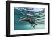 Curious Flightless Cormorant (Phalacrocorax Harrisi) Underwater at Tagus Cove-Michael Nolan-Framed Photographic Print