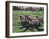 Curious Flock I, 2009,-Helen White-Framed Giclee Print