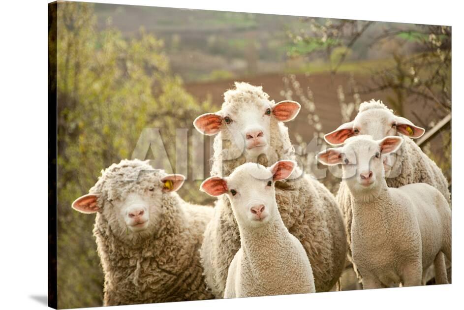 curious flock of sheep