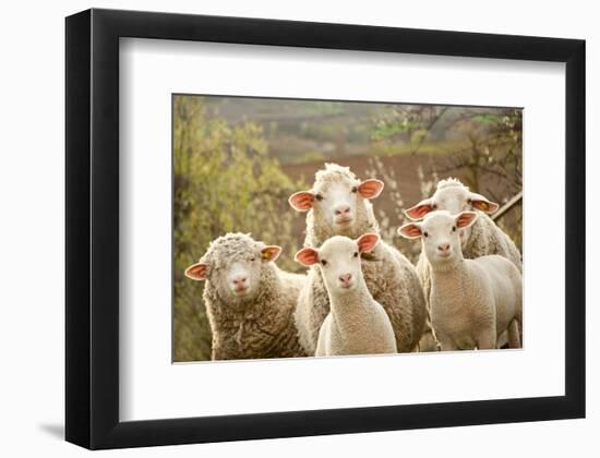 Curious Flock of Sheep-null-Framed Art Print