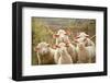 Curious Flock of Sheep-null-Framed Art Print