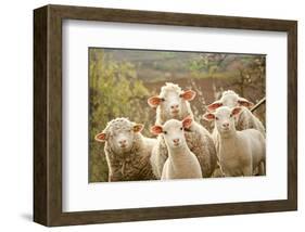 Curious Flock of Sheep-null-Framed Art Print