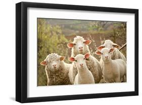 Curious Flock of Sheep-null-Framed Art Print