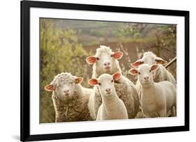 Curious Flock of Sheep-null-Framed Art Print