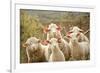 Curious Flock of Sheep-null-Framed Art Print