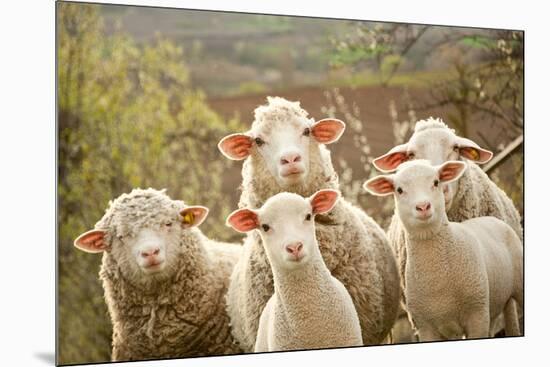 Curious Flock of Sheep-null-Mounted Art Print