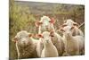 Curious Flock of Sheep-null-Mounted Art Print