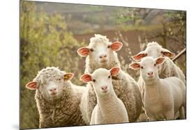 Curious Flock of Sheep-null-Mounted Art Print