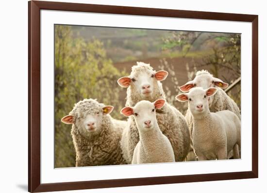 Curious Flock of Sheep-null-Framed Art Print