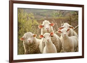 Curious Flock of Sheep-null-Framed Art Print